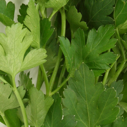 Parsley Seeds Plain Leaf